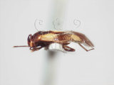 學名:Isometopus bipunctatus Lin, 2004(5249-8019)