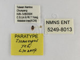 ǦW:Isometopus yehi Lin, 2004(5249-8013)
