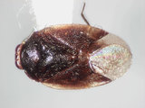 學名:Isometopus yehi Lin, 2004(5249-8013)
