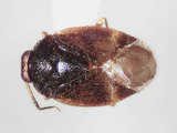 學名:Isometopus yehi Lin, 2004(5249-8016)