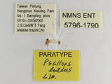 ǦW:Psallops luteus Lin, 2006(5796-1790)