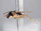 學名:Bryocoris (Bryocoris) formosensis Lin, 2003(595-13)