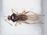 學名:Bryocoris (Bryocoris) formosensis Lin, 2003(595-13)