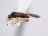 學名:Bryocoris (Bryocoris) formosensis Lin, 2003(605-703)