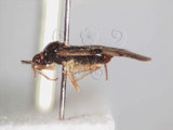 學名:Bryocoris (Bryocoris) formosensis Lin, 2003(607-21)