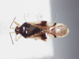 學名:Bryocoris (Bryocoris) formosensis Lin, 2003(607-21)