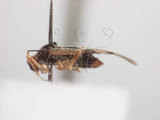 學名:Bryocoris (Bryocoris) formosensis Lin, 2003(607-25)