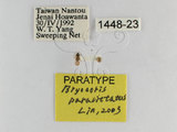 ǦW:Bryocoris Cobalorrhynchus paravittatus Lin, 2003(1448-23)