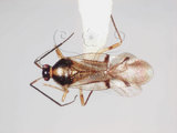 學名:Bryocoris Cobalorrhynchus paravittatus Lin, 2003(1448-23)