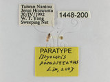 ǦW:Bryocoris Cobalorrhynchus paravittatus Lin, 2003(1448-200)