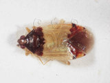 學名:Michailocoris triamaculosus Lin, 2007(5124-358)