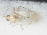 學名:Zanchius formosanus Lin, 2005(2757-338)