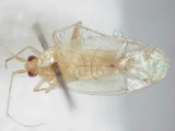 學名:Zanchius formosanus Lin, 2005(2757-332)