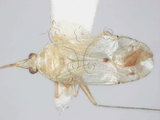 學名:Zanchius formosanus Lin, 2005(3973-849)
