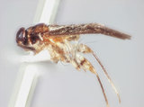 學名:Isometopidea yangi Lin, 2005(5733-707)