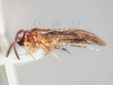學名:Isometopidea yangi Lin, 2005(5733-703)