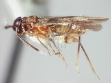 學名:Isometopidea yangi Lin, 2005(5733-705)