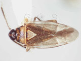 學名:Isometopidea yangi Lin, 2005(5733-705)