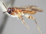 學名:Isometopidea yangi Lin, 2005(5733-706)