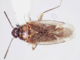 學名:Isometopidea yangi Lin, 2005(5733-706)