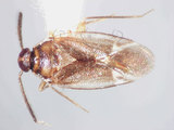 學名:Isometopidea yangi Lin, 2005(5733-702)