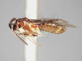 學名:Isometopidea yangi Lin, 2005(5871-547)