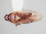 學名:Isometopidea yangi Lin, 2005(5871-547)
