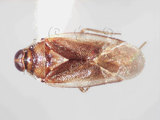 學名:Isometopidea yangi Lin, 2005(5871-548)