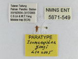 ǦW:Isometopidea yangi Lin, 2005(5871-549)