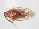 學名:Isometopidea yangi Lin, 2005(5871-549)
