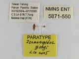 ǦW:Isometopidea yangi Lin, 2005(5871-550)