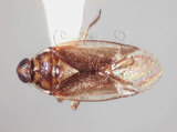 學名:Isometopidea yangi Lin, 2005(5871-550)