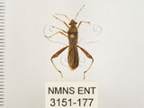中文名:點蜂緣椿(3151-177)學名:Riptortus pedestris (Fabricius, 1775)(3151-177)