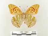 中文名:綠豹蛺蝶(1282-16882)學名:Argynnis paphia formosicola Matsumura, 1926(1282-16882)