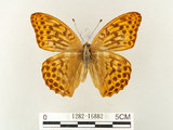 中文名:綠豹蛺蝶(1282-16882)學名:Argynnis paphia formosicola Matsumura, 1926(1282-16882)