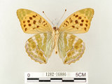 中文名:綠豹蛺蝶(1282-16886)學名:Argynnis paphia formosicola Matsumura, 1926(1282-16886)