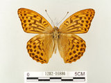 中文名:綠豹蛺蝶(1282-16886)學名:Argynnis paphia formosicola Matsumura, 1926(1282-16886)