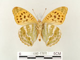 中文名:綠豹蛺蝶(1282-17071)學名:Argynnis paphia formosicola Matsumura, 1926(1282-17071)