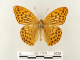 中文名:綠豹蛺蝶(1282-17071)學名:Argynnis paphia formosicola Matsumura, 1926(1282-17071)