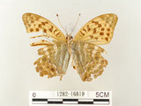 中文名:綠豹蛺蝶(1282-16819)學名:Argynnis paphia formosicola Matsumura, 1926(1282-16819)