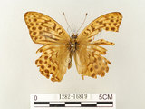 中文名:綠豹蛺蝶(1282-16819)學名:Argynnis paphia formosicola Matsumura, 1926(1282-16819)