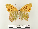 中文名:綠豹蛺蝶(1282-16889)學名:Argynnis paphia formosicola Matsumura, 1926(1282-16889)