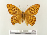 中文名:綠豹蛺蝶(1282-16889)學名:Argynnis paphia formosicola Matsumura, 1926(1282-16889)