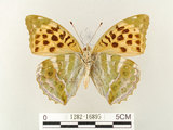 中文名:綠豹蛺蝶(1282-16895)學名:Argynnis paphia formosicola Matsumura, 1926(1282-16895)