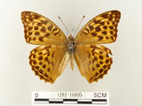 中文名:綠豹蛺蝶(1282-16895)學名:Argynnis paphia formosicola Matsumura, 1926(1282-16895)