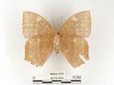 中文名:鳳眼方環蝶(4219-414)學名:Discophora sondaica tulliana Stichel, 1905(4219-414)