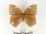 中文名:鳳眼方環蝶(4219-414)學名:Discophora sondaica tulliana Stichel, 1905(4219-414)