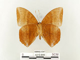 中文名:鳳眼方環蝶(4219-846)學名:Discophora sondaica tulliana Stichel, 1905(4219-846)