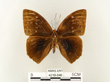 中文名:鳳眼方環蝶(4219-846)學名:Discophora sondaica tulliana Stichel, 1905(4219-846)