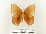 中文名:鳳眼方環蝶(4219-988)學名:Discophora sondaica tulliana Stichel, 1905(4219-988)